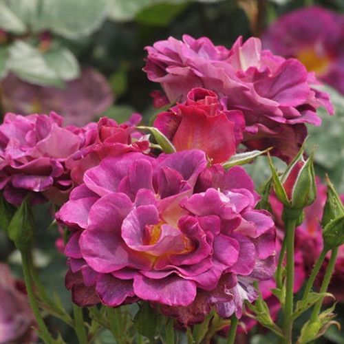 Záhonová ruža - floribunda - Ruža - Blauwestad™ - 